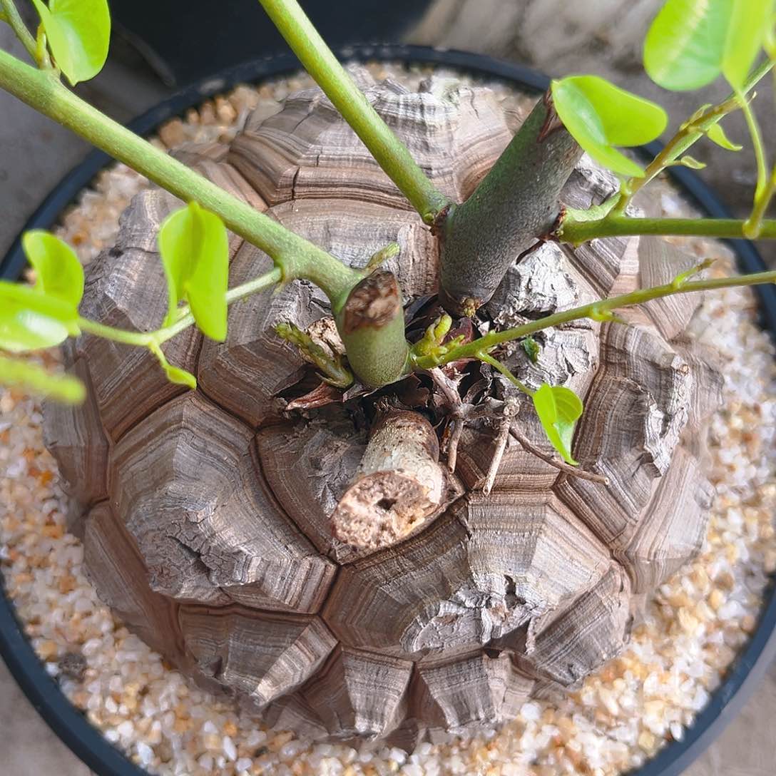 高球体南非龟甲龙