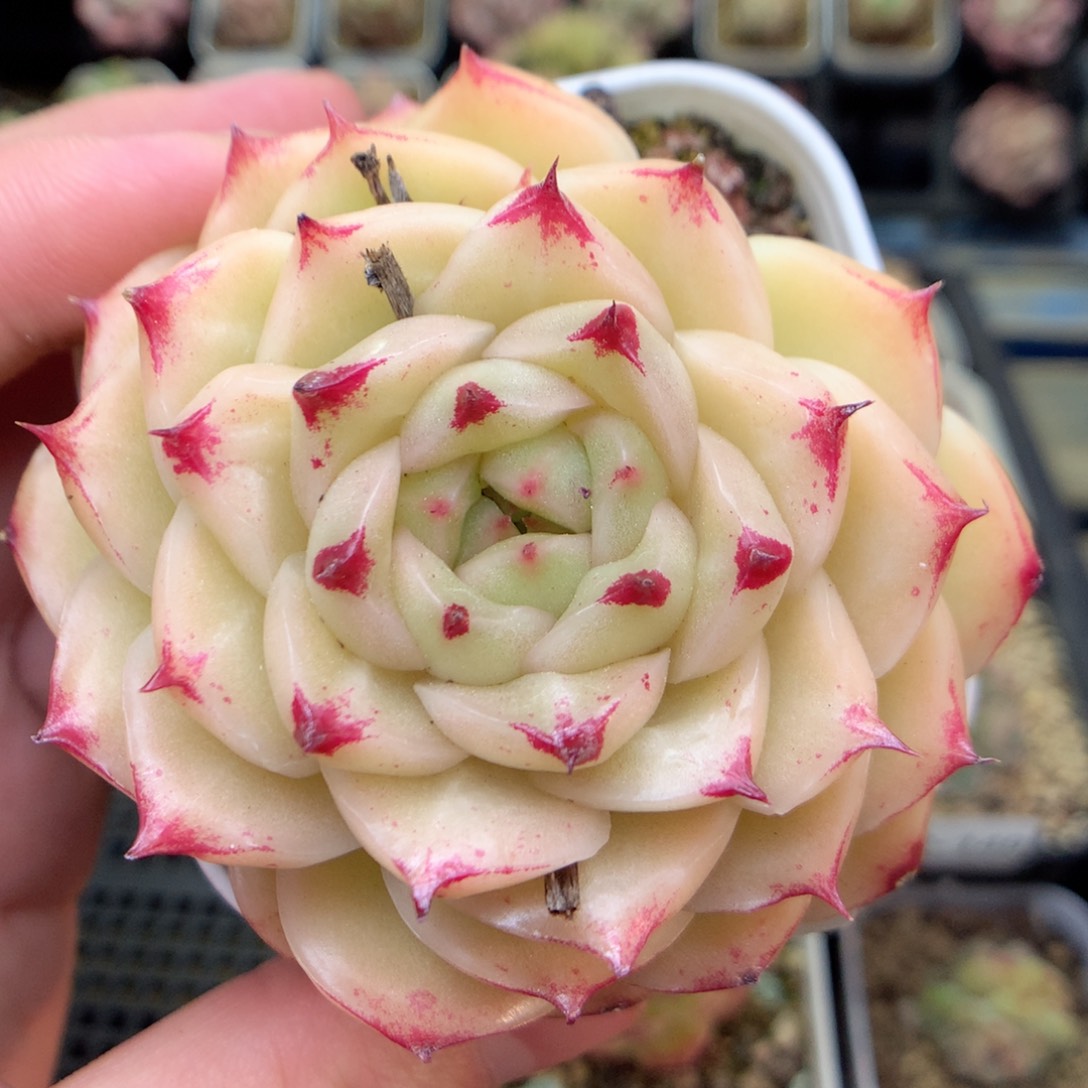 Q156 ，20包邮两天凑单