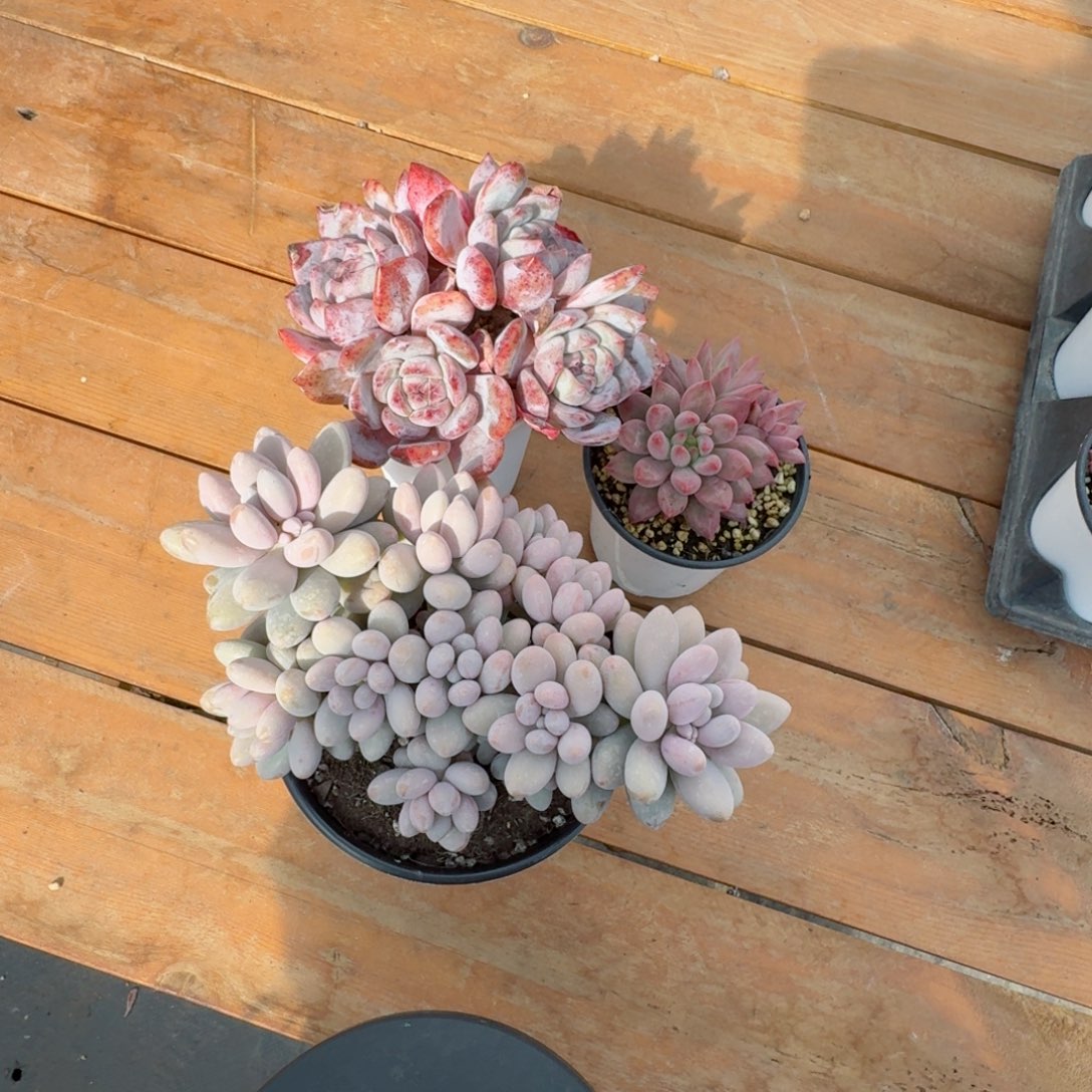 财****人多肉植物  组合  3颗  342