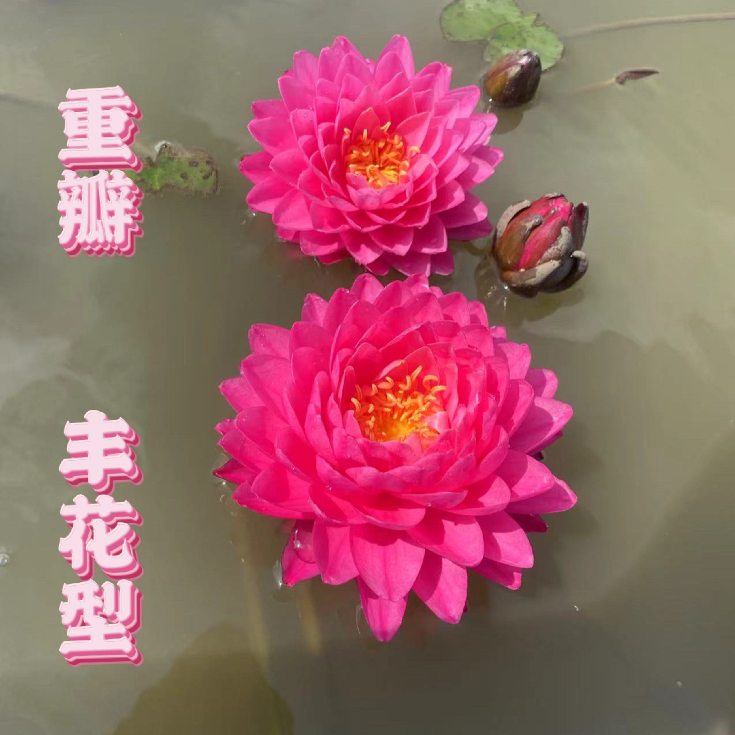 大型【鸽子血】耐寒对版睡莲带花苞池塘睡莲花庭院水池水培植物