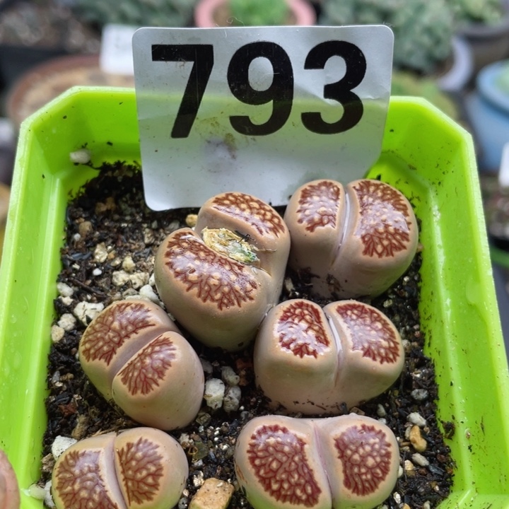 793母本岛田红窗菊带盆