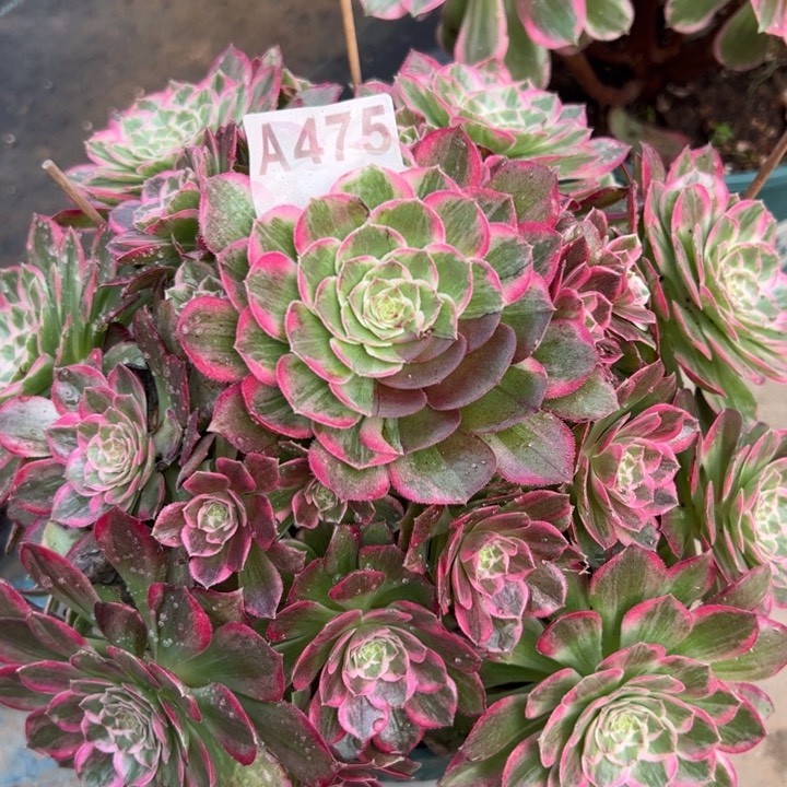 475莲花23厘米左右