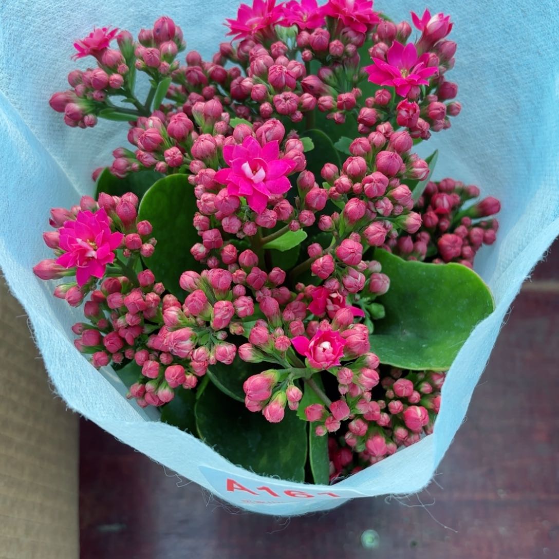 A160紫色长寿花一颗