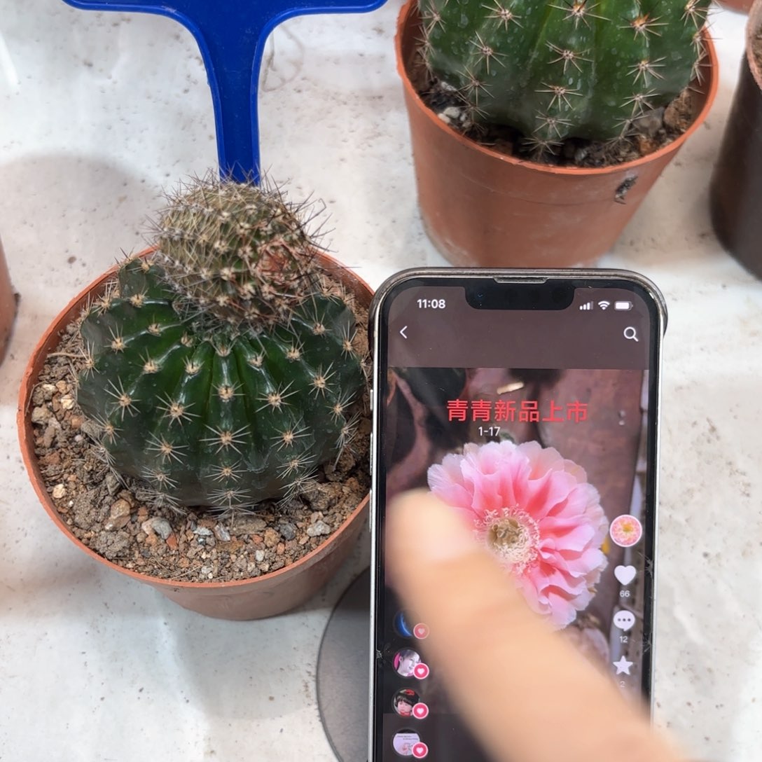 彩草1.17号给个公主侧6.5