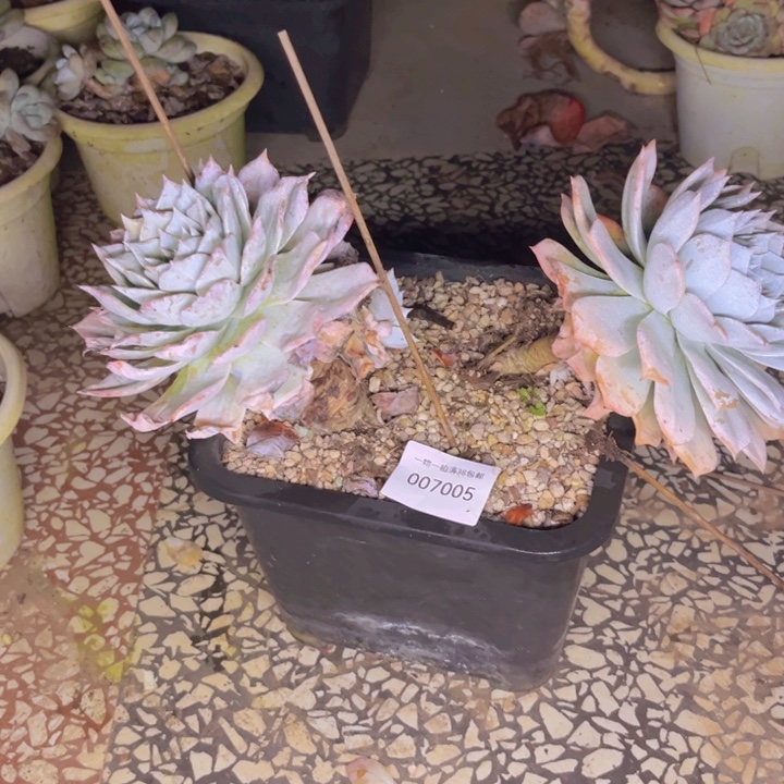 光***狂多肉一物一拍7005