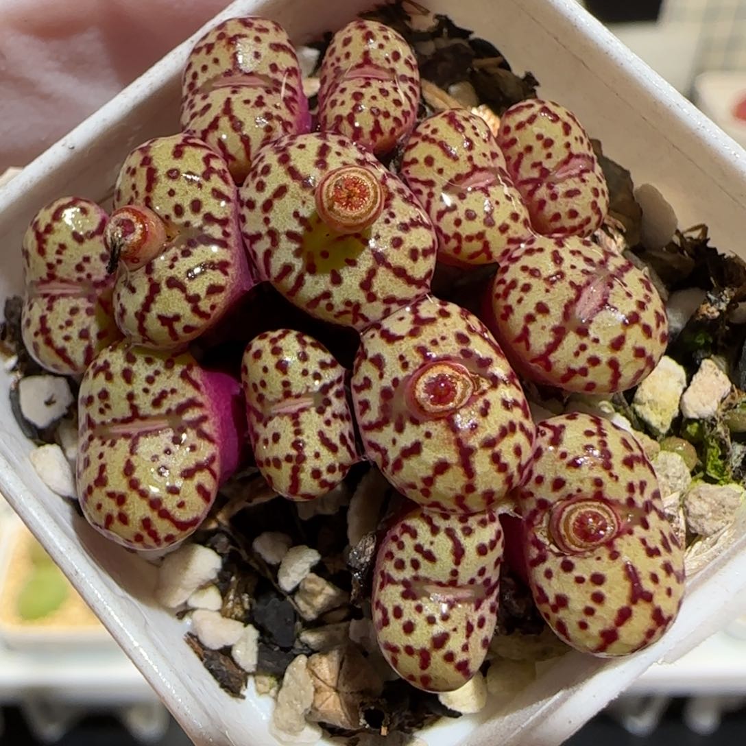 肉锥多肉植物百科30-紫体红纹安贞1174