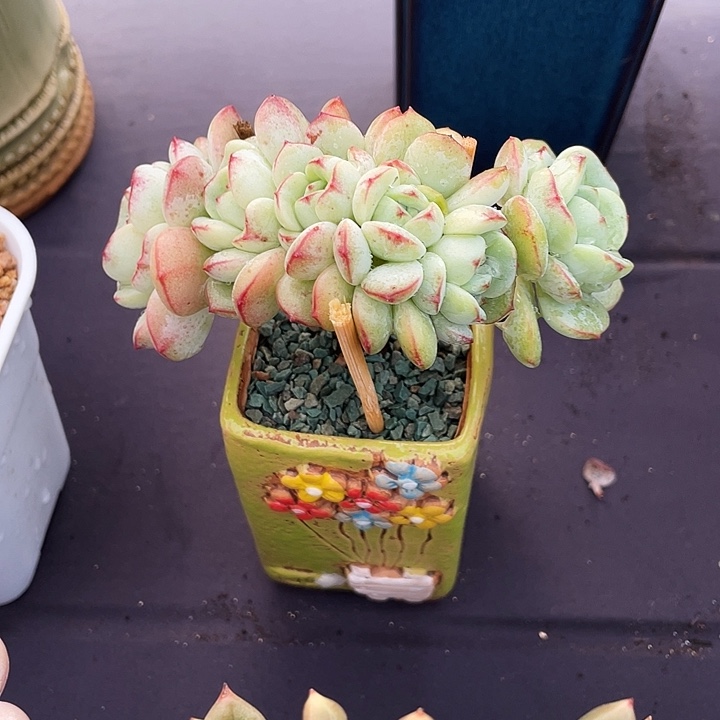 *****多肉植物香草缀化