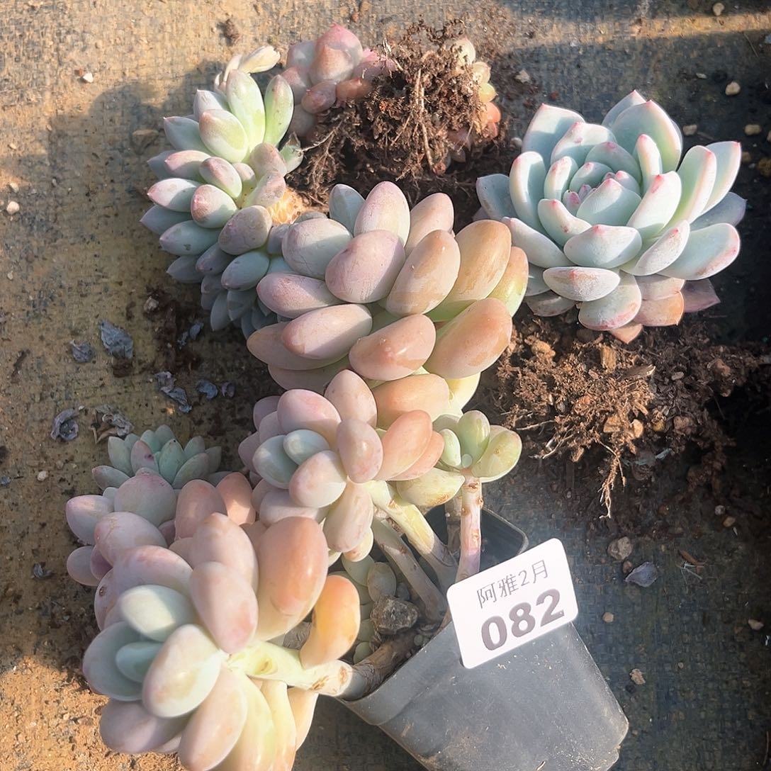 阿雅园艺。    082