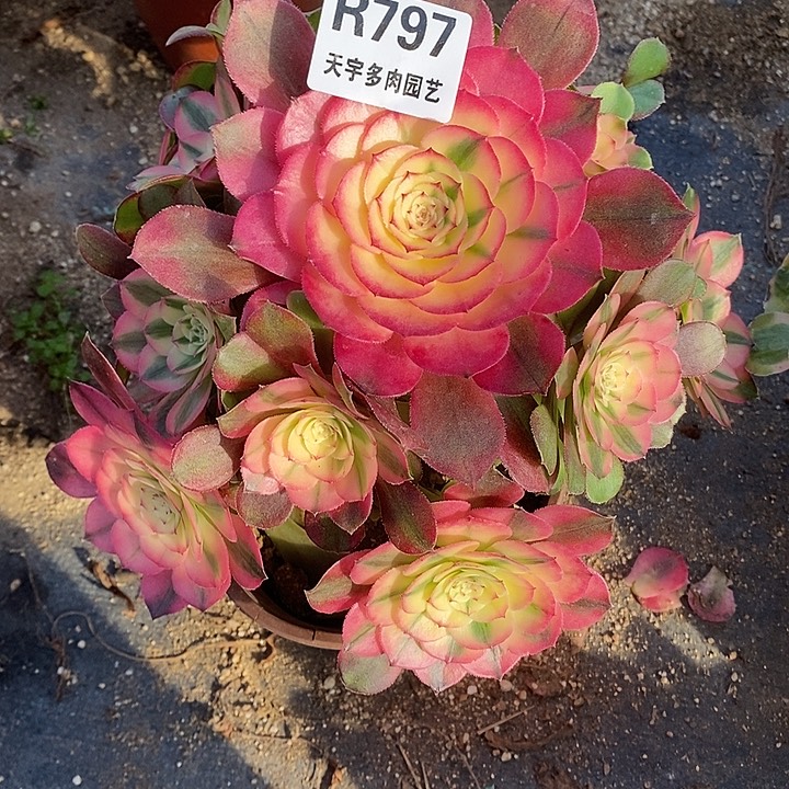 多肉植物荔枝797多肉
