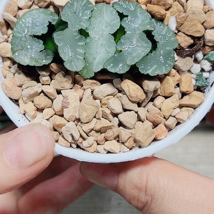 白熊玉扇多肉植物6666