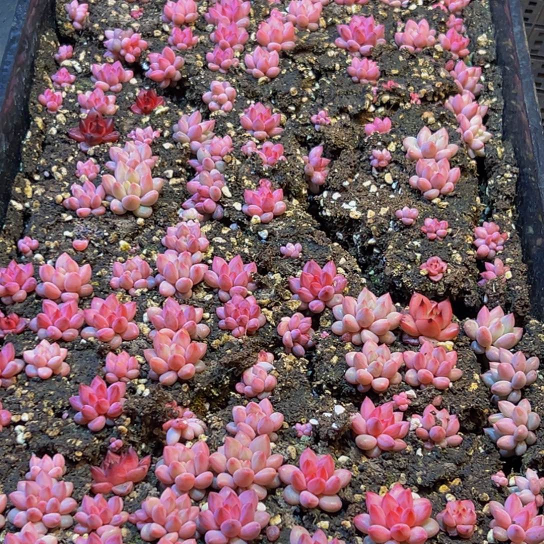 飘***114多肉葡萄的味道是真的很