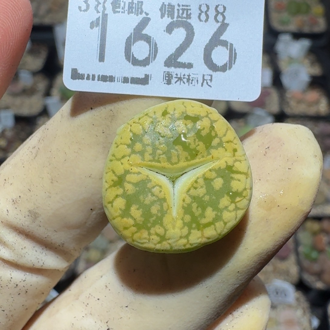 Zzzz精品生石花1626