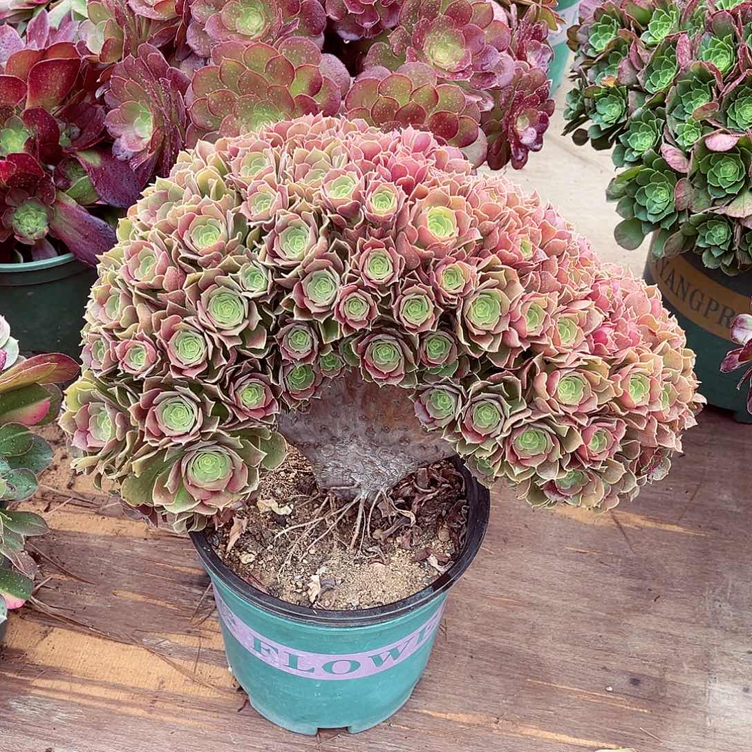 法师多肉植物f s