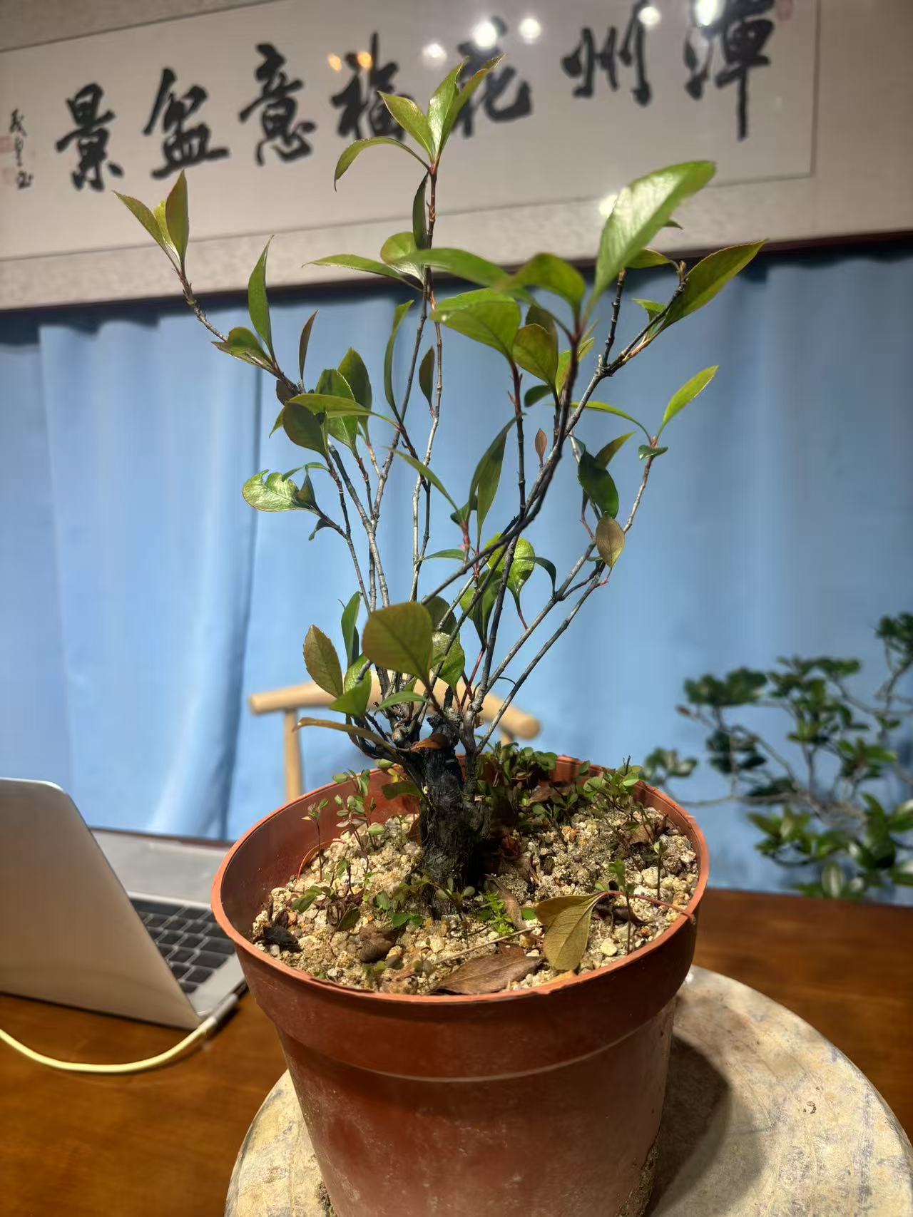 海岛春花呱呱