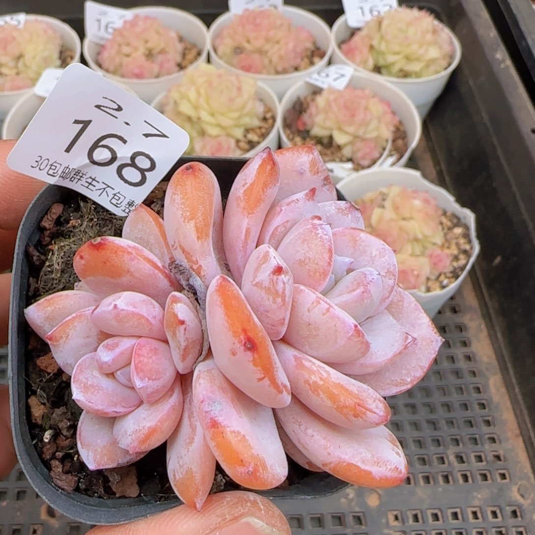 双头奶茶老桩一颗脱土