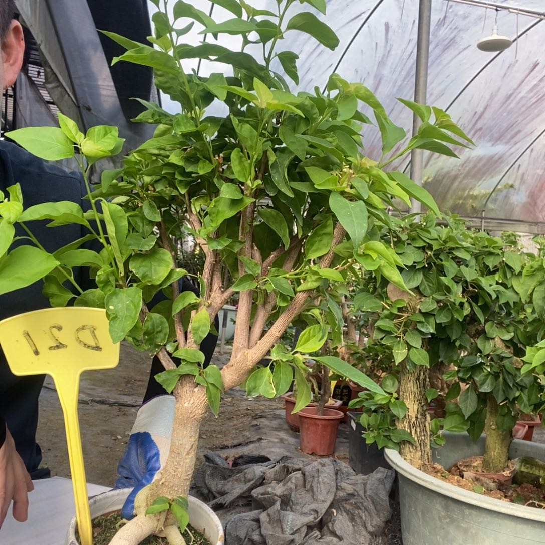 ღ****无花朵三角梅阿努娜D21