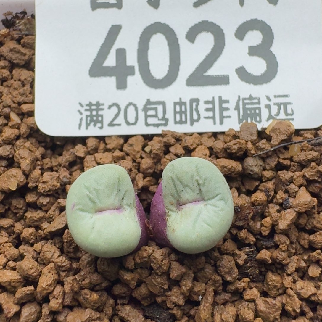 小红嘴双头脱土            