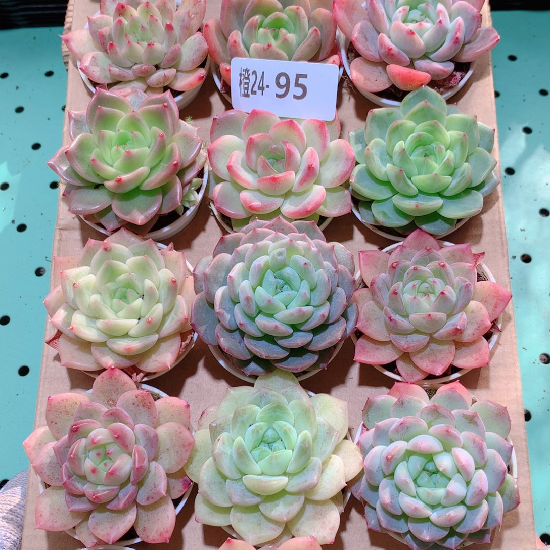 24-95一物一拍多肉带盆18颗