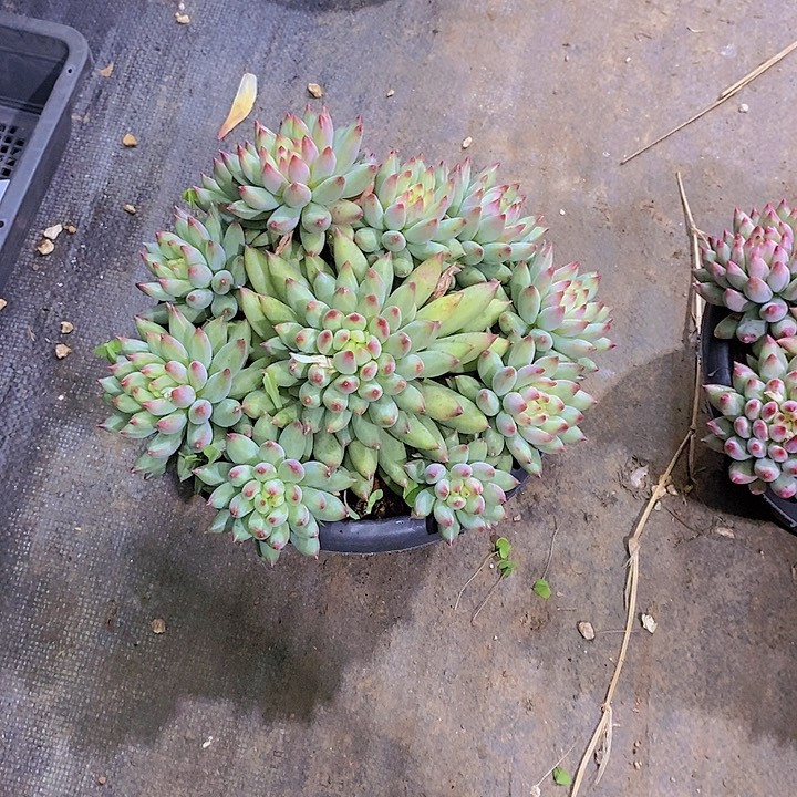 用***k二代鱼多肉植物大群