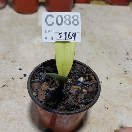 依***行无花朵0000000088