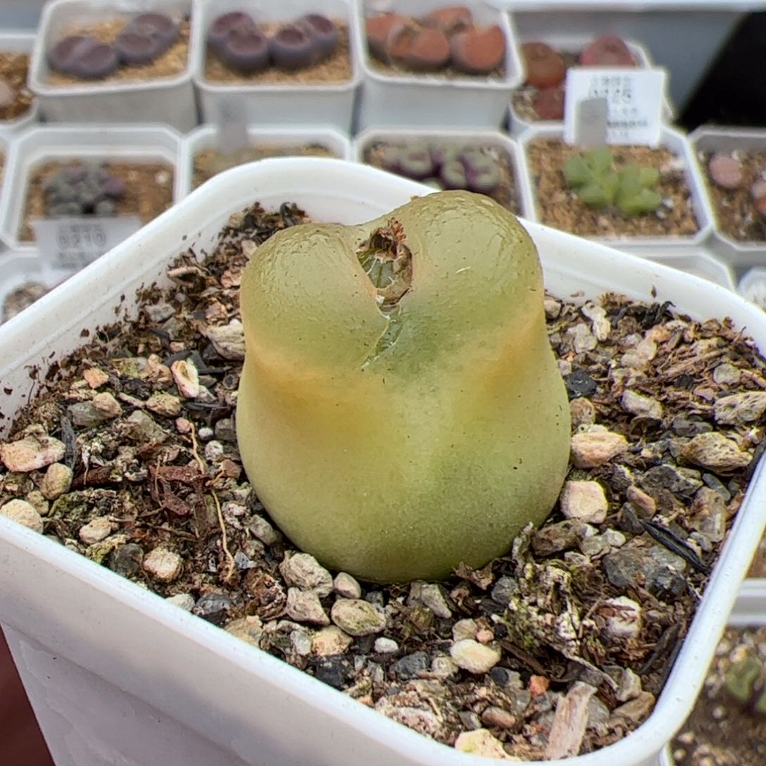 0228号O泡 多肉植物