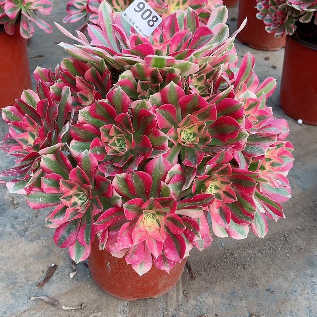 无花朵多肉植物908