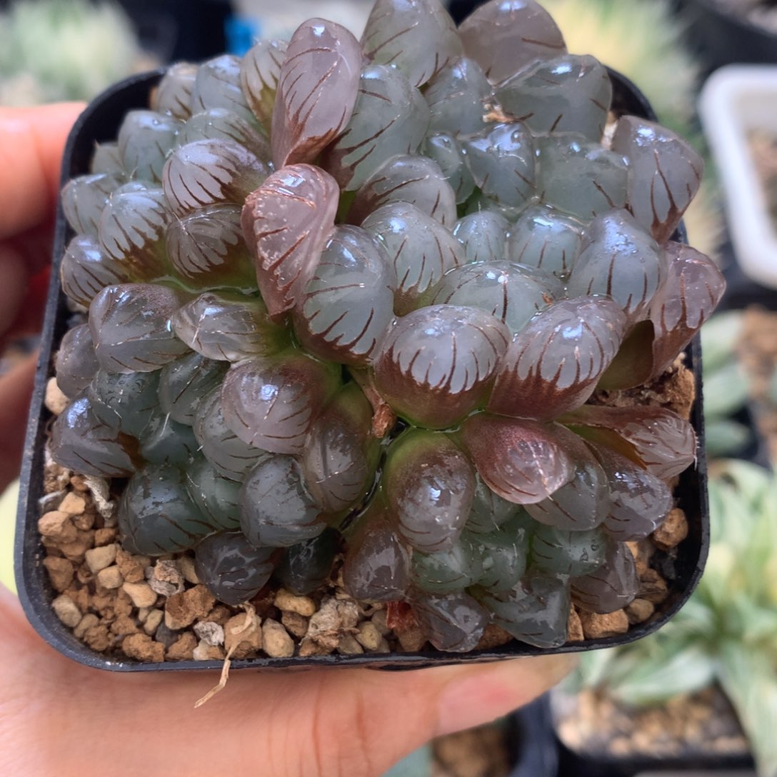 群生紫镜玉露，带盆发货