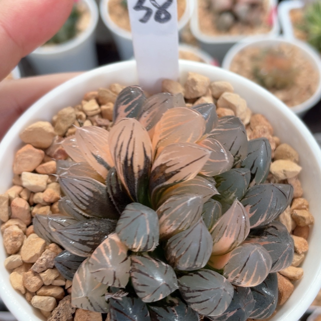 38霓虹灯群。       