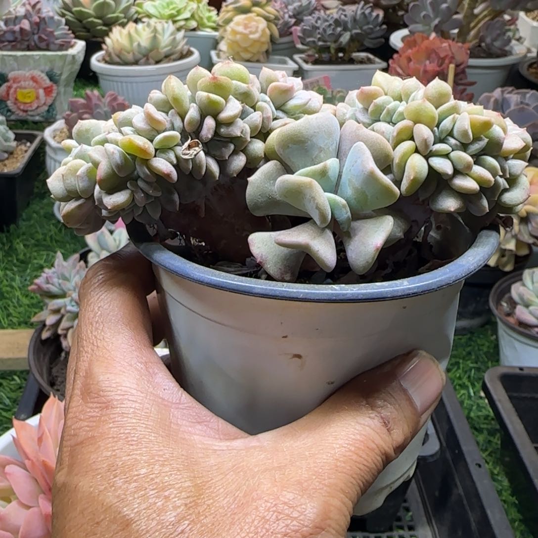 锦安精品多肉植物214
