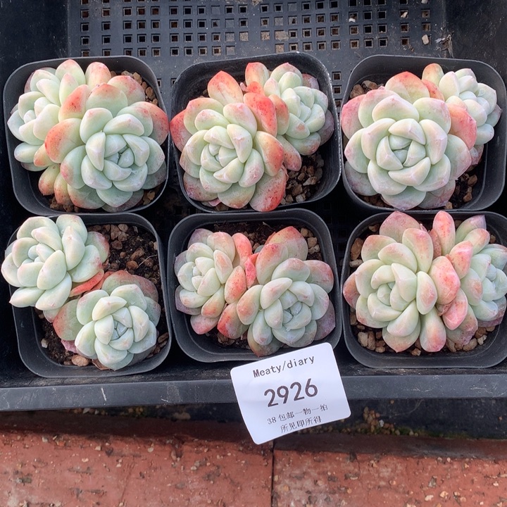 2926六颗冰玉脱土包邮