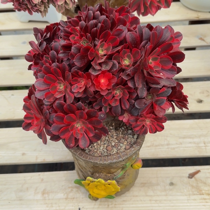 美杜莎朵朵拔毛01法师