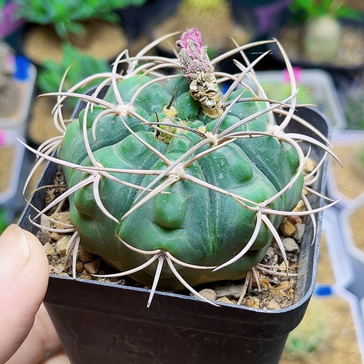 红花裸鄂一颗一颗的