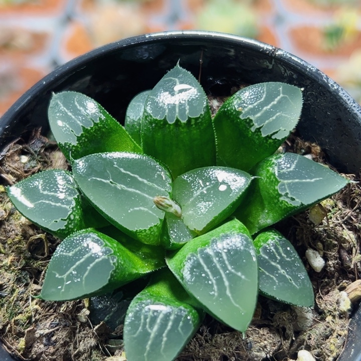 十二卷多肉月影寿