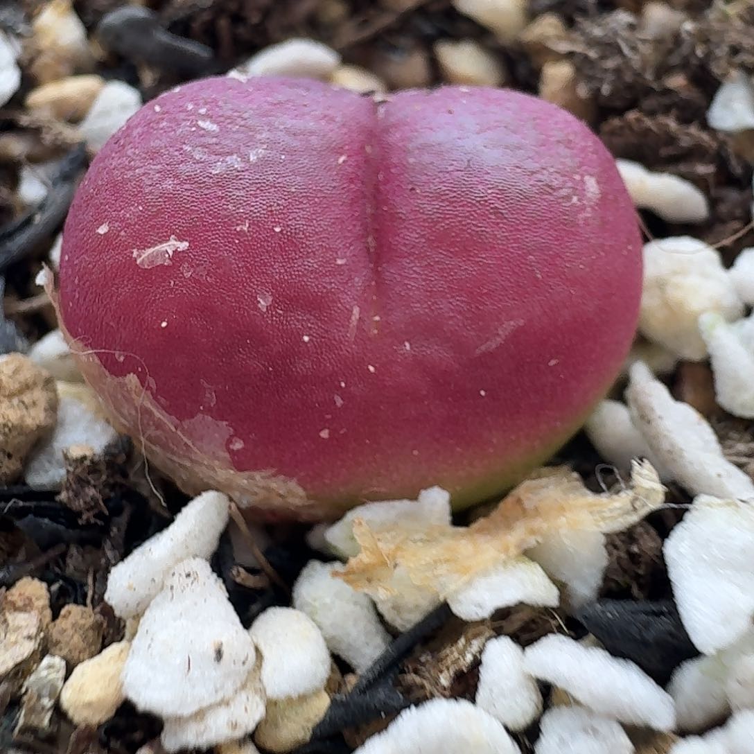 老马生石花吕红1910