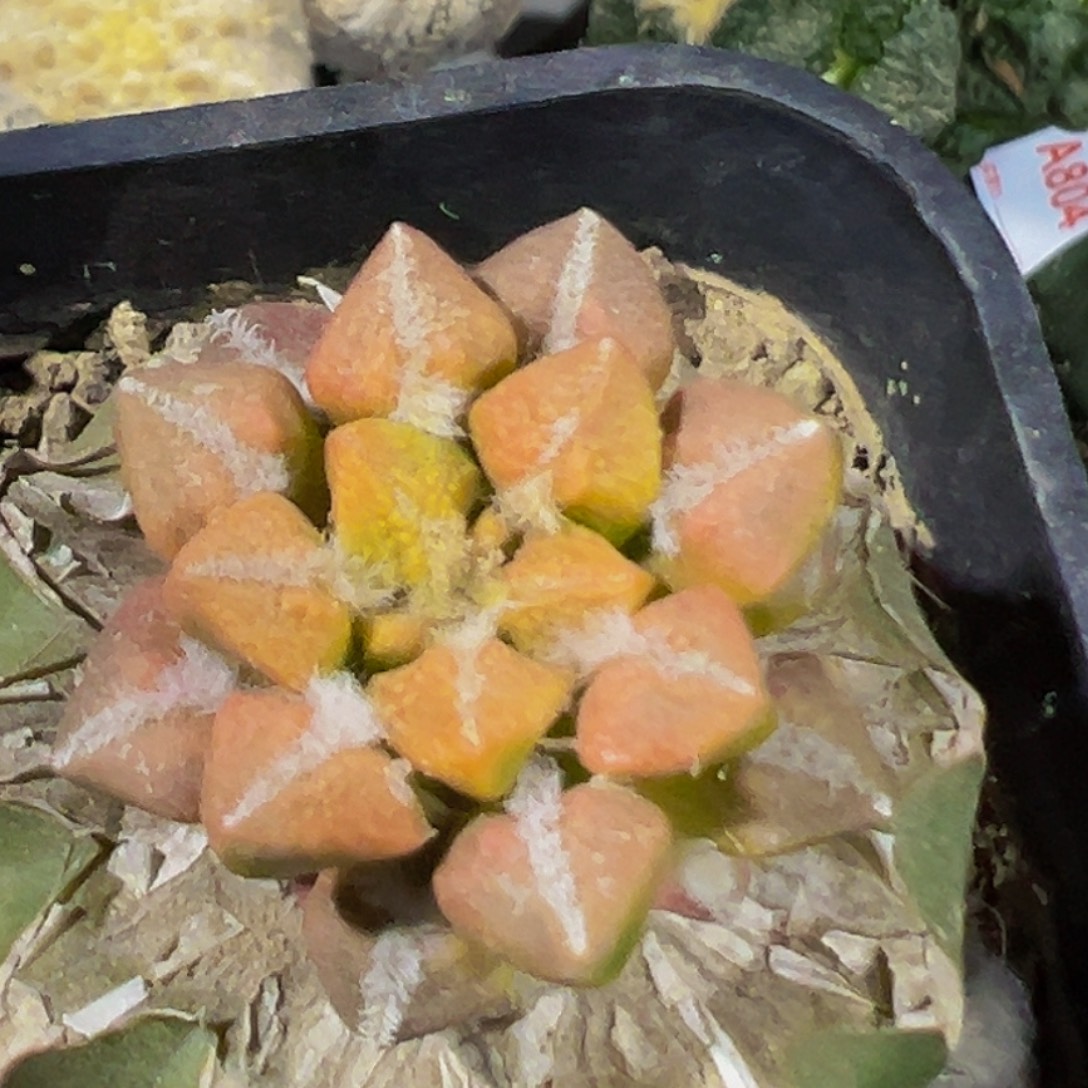 完全开放福利红锦黑牡丹737