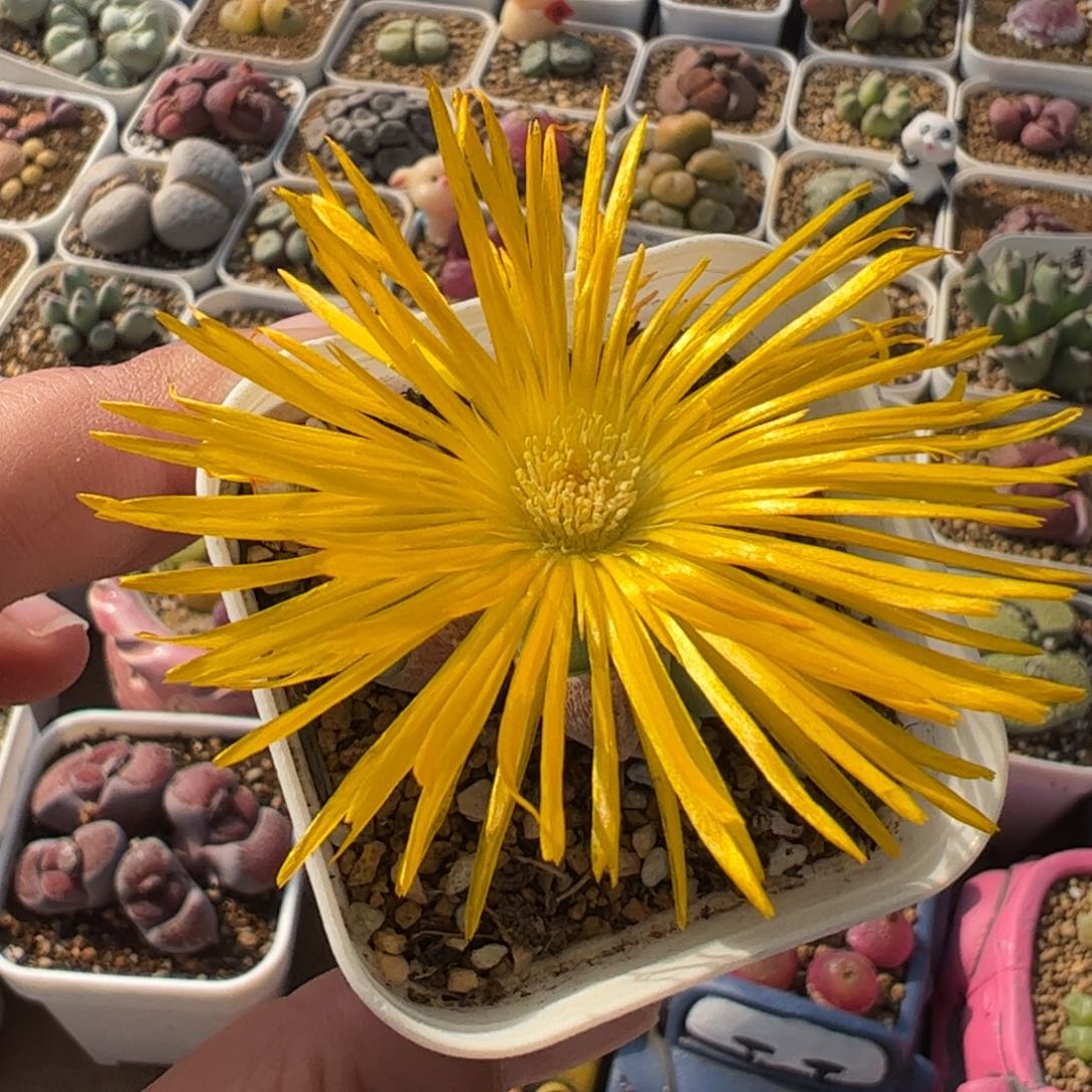 542多肉植物百科