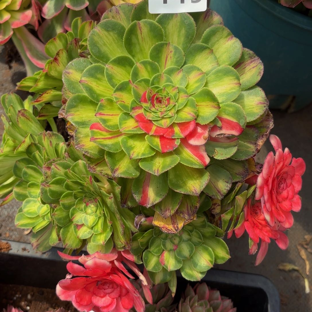 449多肉植物知否无根