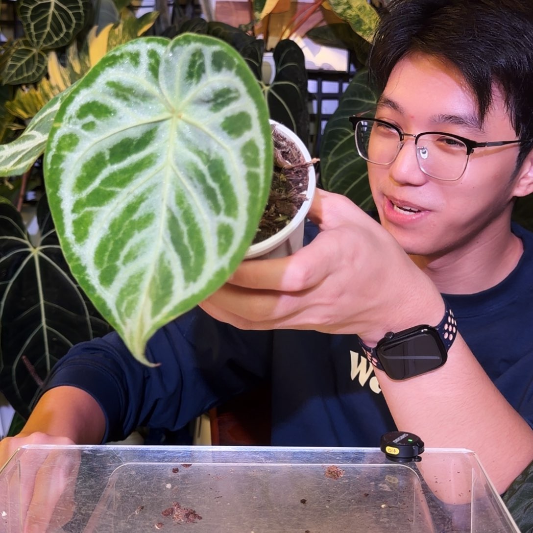 完全开放V172优选铜锣烧