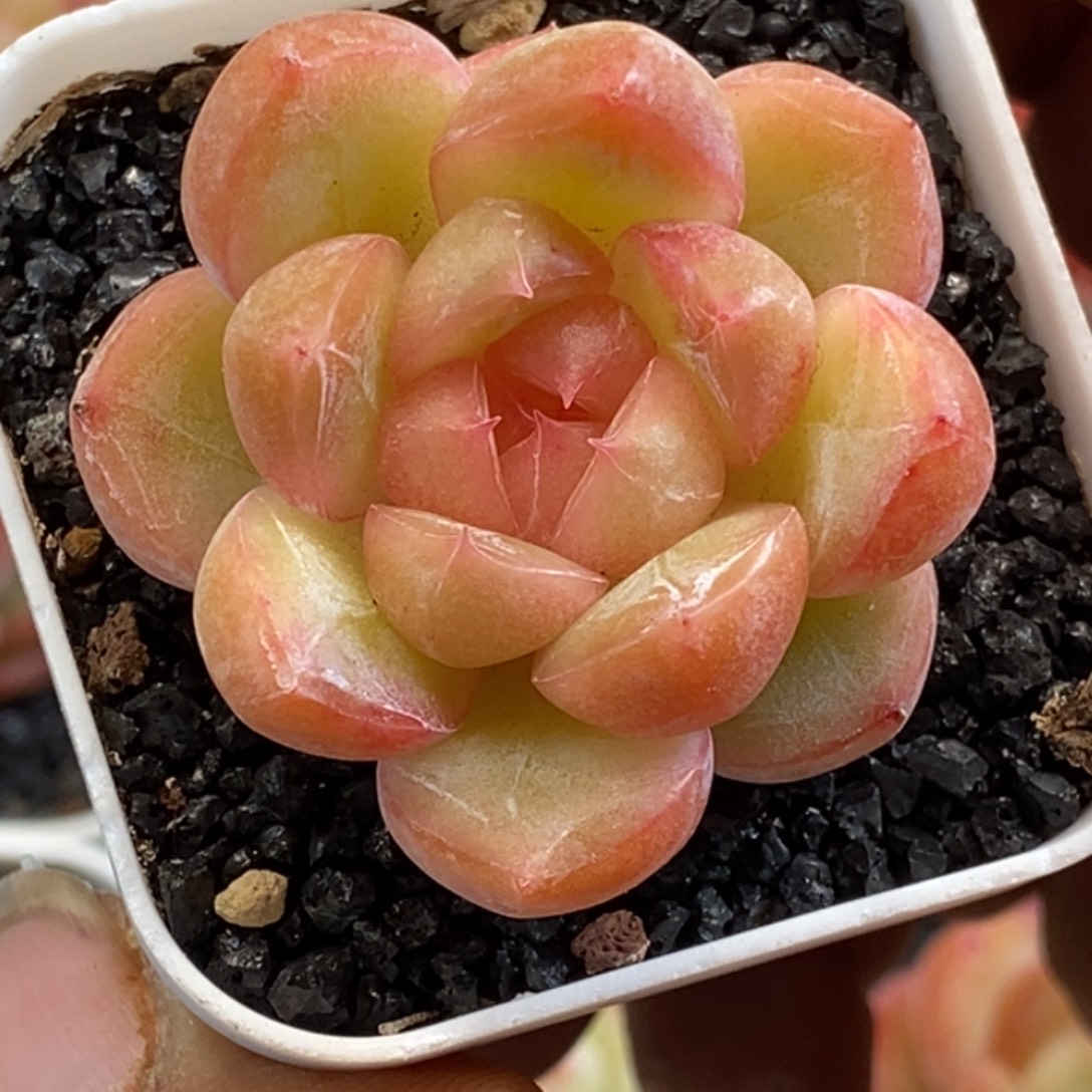 天官赐福百无禁忌