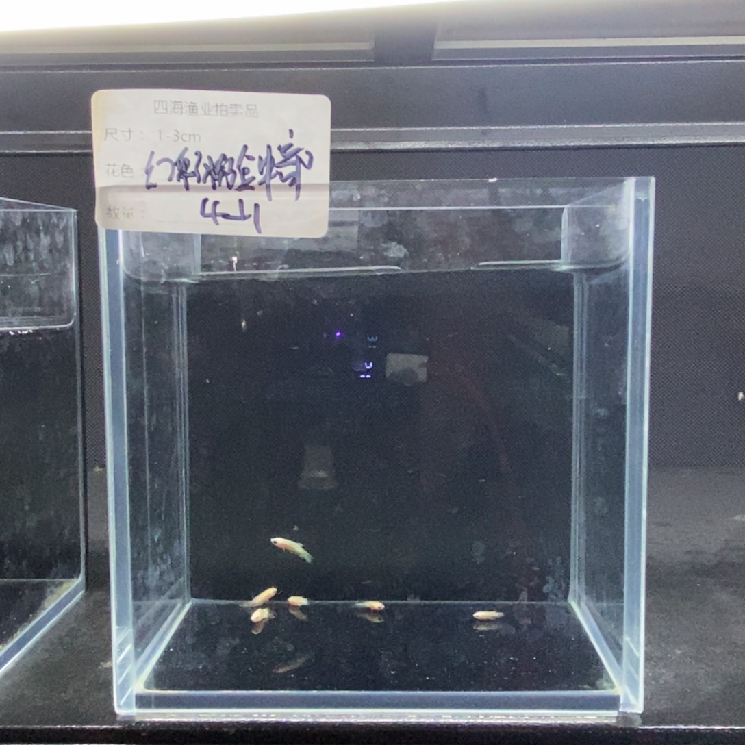 斗鱼包活不包损所见即所得013