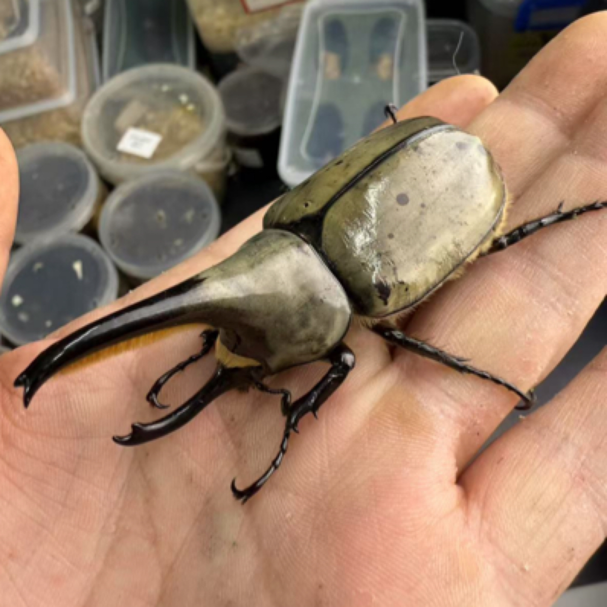 美西白兜无忧罐（活体甲虫幼虫）