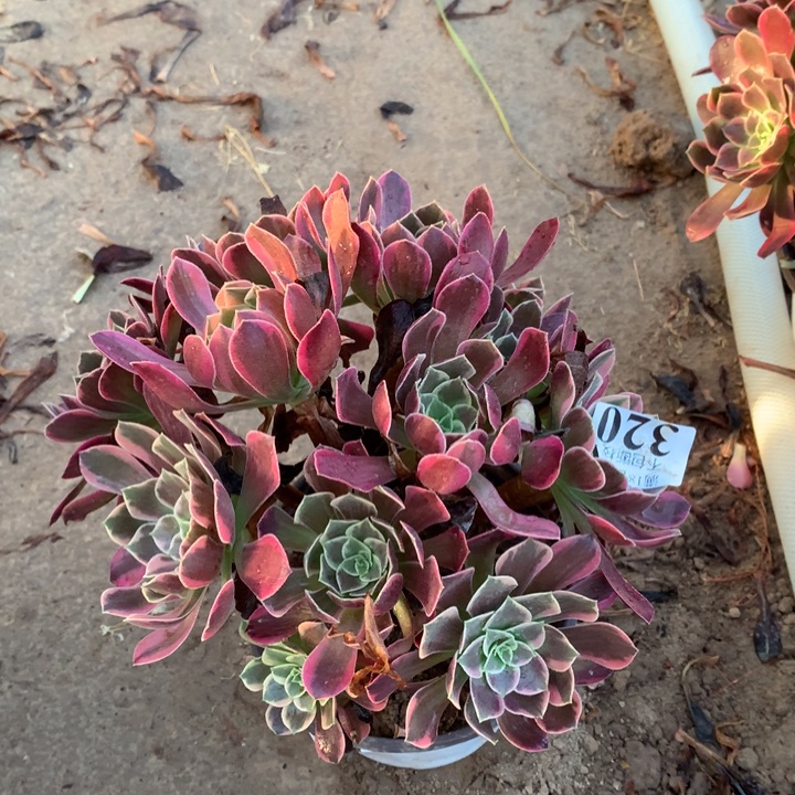 320金丝雀绣球东棚