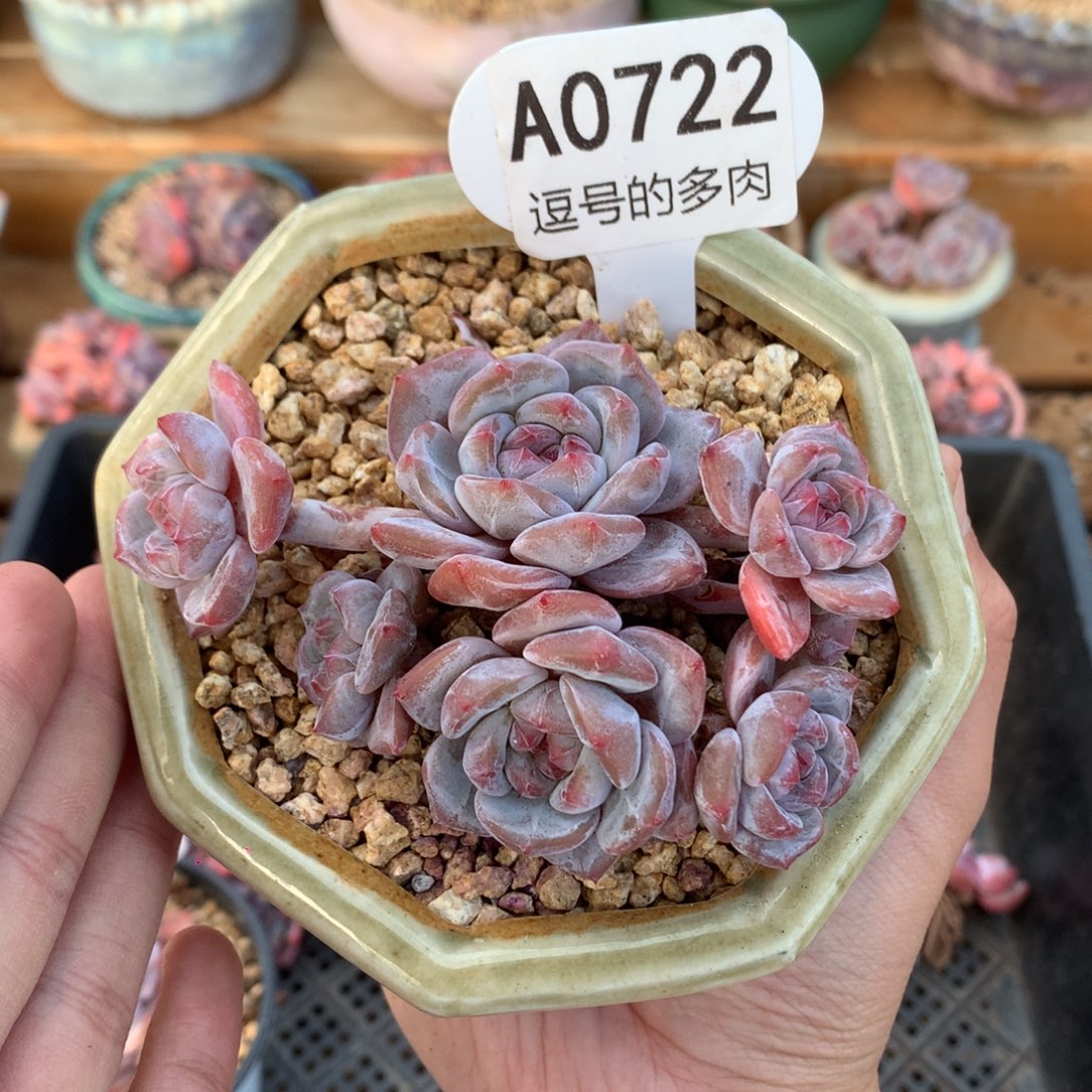 A0722 星影飘枝 无砍 9cm