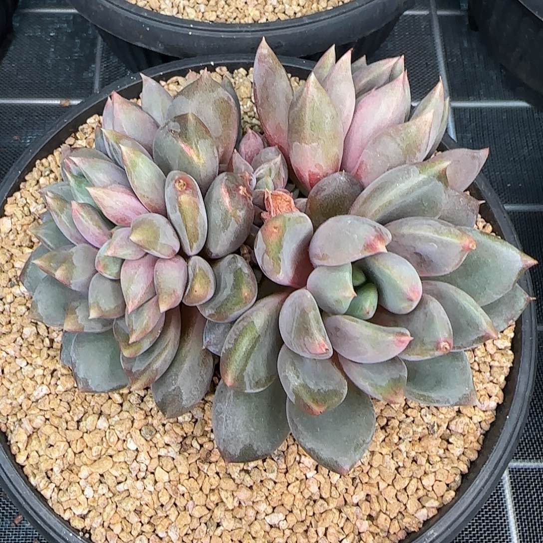 从前慢花园精选红象牙