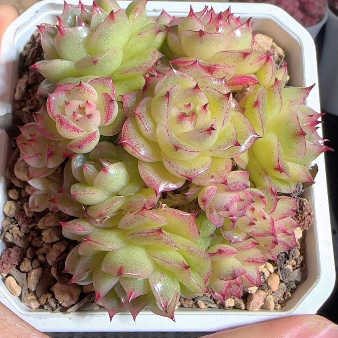 多肉1224-38奶油玫瑰麦秆