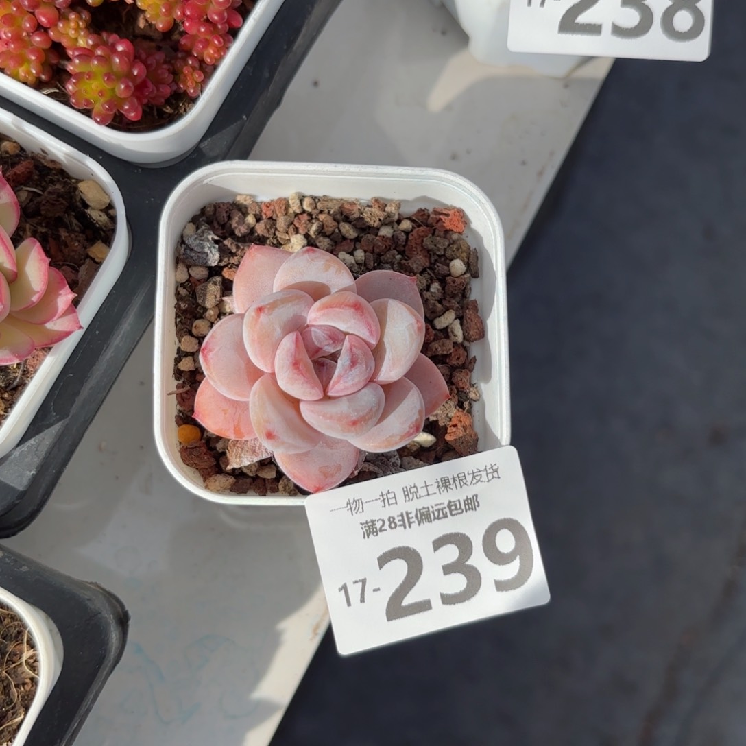 星星雪老桩多肉多肉