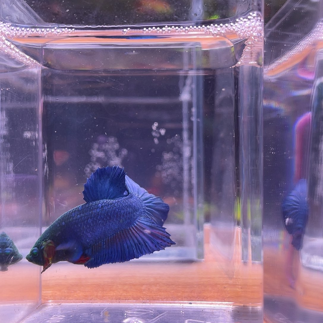 斗鱼可博泰斗092113