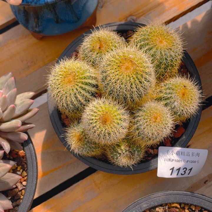 谢谢你的支持00000001131