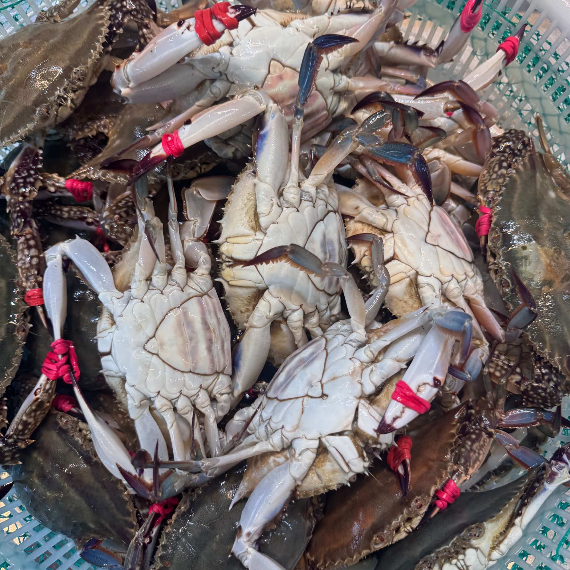 本地母飞蟹 母梭子蟹 3-8两/只 斤 【保鲜不保活】