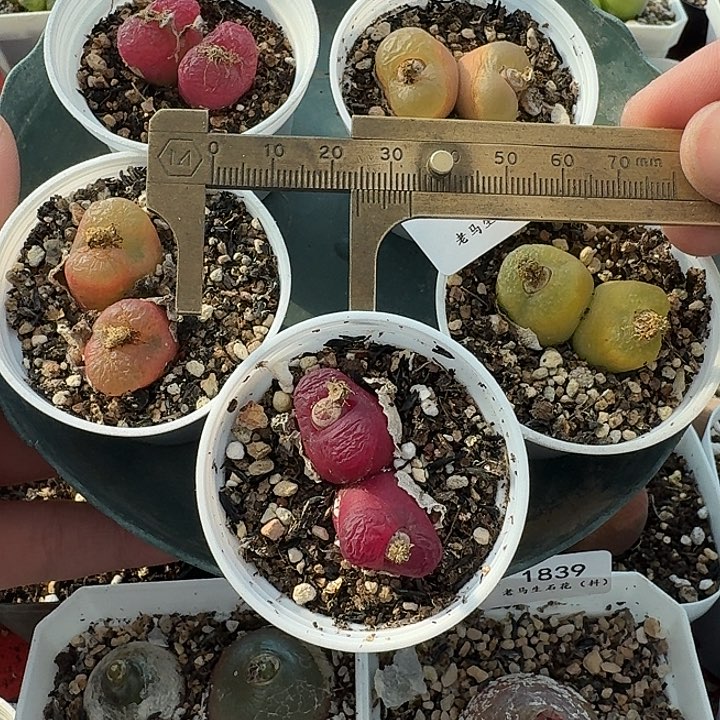 老马生石花毛组合1819